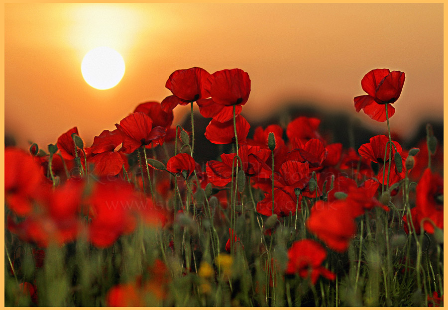 ALHR – Celebrating Our Righteous ANZAC Legacy